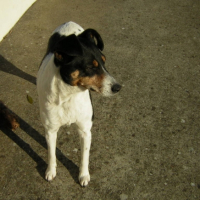 Photo #194925 de Pupuce