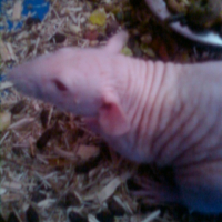 Photo #194933 de Fido