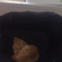 Photo #194995 de Caramel