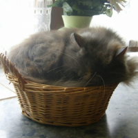 Photo #195067 de Prunelle