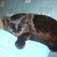 Photo #195081 de Gougoune