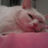 Photo0009