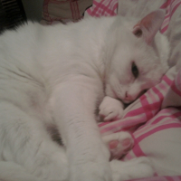 Photo #195119 de Ti-puce