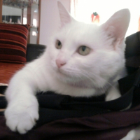 Photo #195122 de Ti-puce