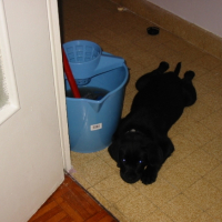 Photo #195124 de Choko