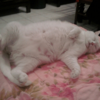 Photo #195125 de Ti-puce
