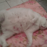 Photo #195133 de Ti-puce