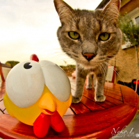Photo #195140 de Freedom