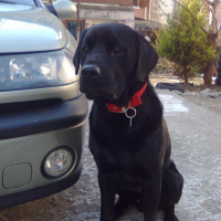 Photo #195147 de Choko