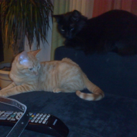 Photo #195150 de Caramel