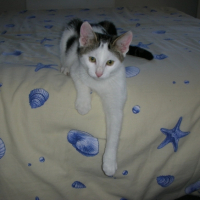 Photo #195155 de Caline