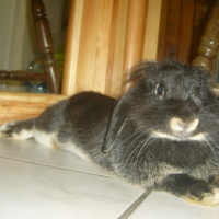 Photo #195165 de Choucra, lililou et ptitechérie