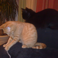 Photo #195175 de Caramel