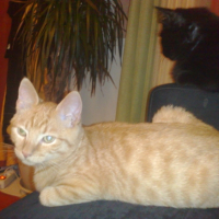 Photo #195181 de Caramel