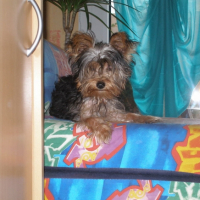 Photo #195184 de Enora