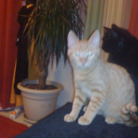 Photo #195191 de Caramel