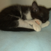 Photo #195198 de Popiette