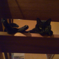 Photo #195200 de Pistache