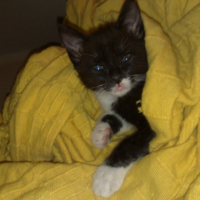 Photo #195202 de Popiette