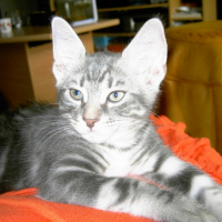 Photo #195225 de Simba