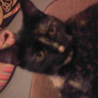 Photo #195226 de Glucky