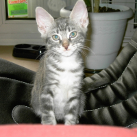 Photo #195227 de Simba