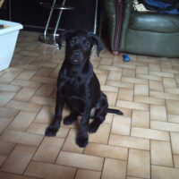 Photo #195240 de Chipie