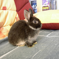 Photo #195260 de Coockies