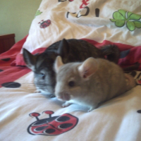 Photo #195267 de Mini chose