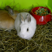 Photo #195270 de Flocon