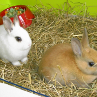 Photo #195273 de Canelle