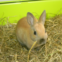Photo #195274 de Canelle