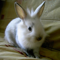 Photo #195275 de Kiwi
