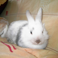 Photo #195276 de Kiwi