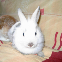 Photo #195277 de Kiwi