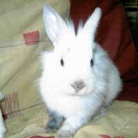 Photo #195278 de Kiwi