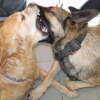 vicky et kalif