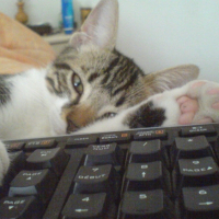 Photo #195314 de Tazounet