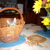 Photo #195316 de Sacha