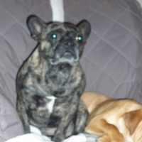 Photo #195347 de Vito