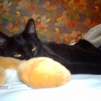 Photo #195348 de Chanel