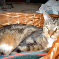 Photo #195353 de Gardfield