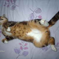 Photo #195354 de Gardfield