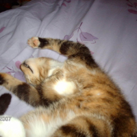 Photo #195355 de Gardfield