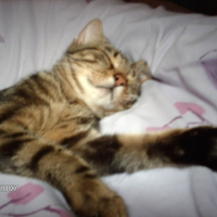 Photo #195356 de Roko