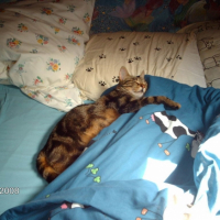 Photo #195357 de Roko