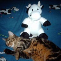 Photo #195358 de Roko