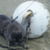 Photo #195364 de Calypso