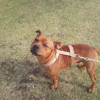 dusty en bretagne2