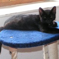 Photo #195448 de Canaille